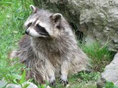 photo of raccoon sitting in grass