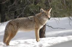 coyote standing in snow